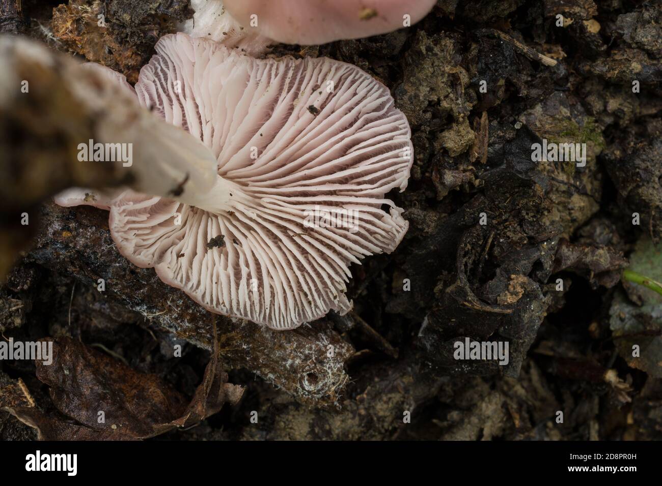 The gills of what is possibly a young 'sickner' or Russula emetica mushroom. Stock Photo