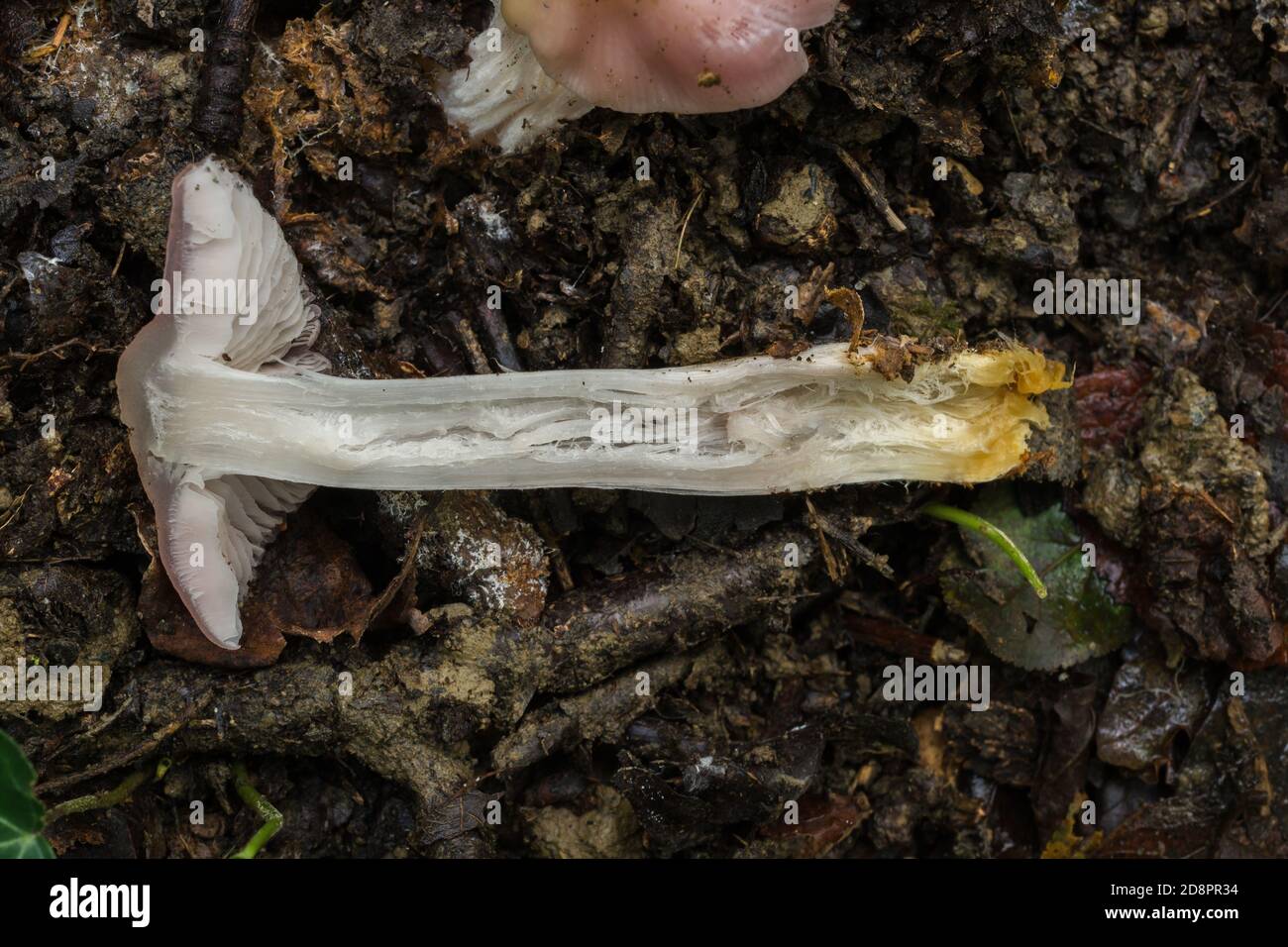 The interior stem of what is possibly a young 'sickner' or Russula emetica mushroom. Stock Photo