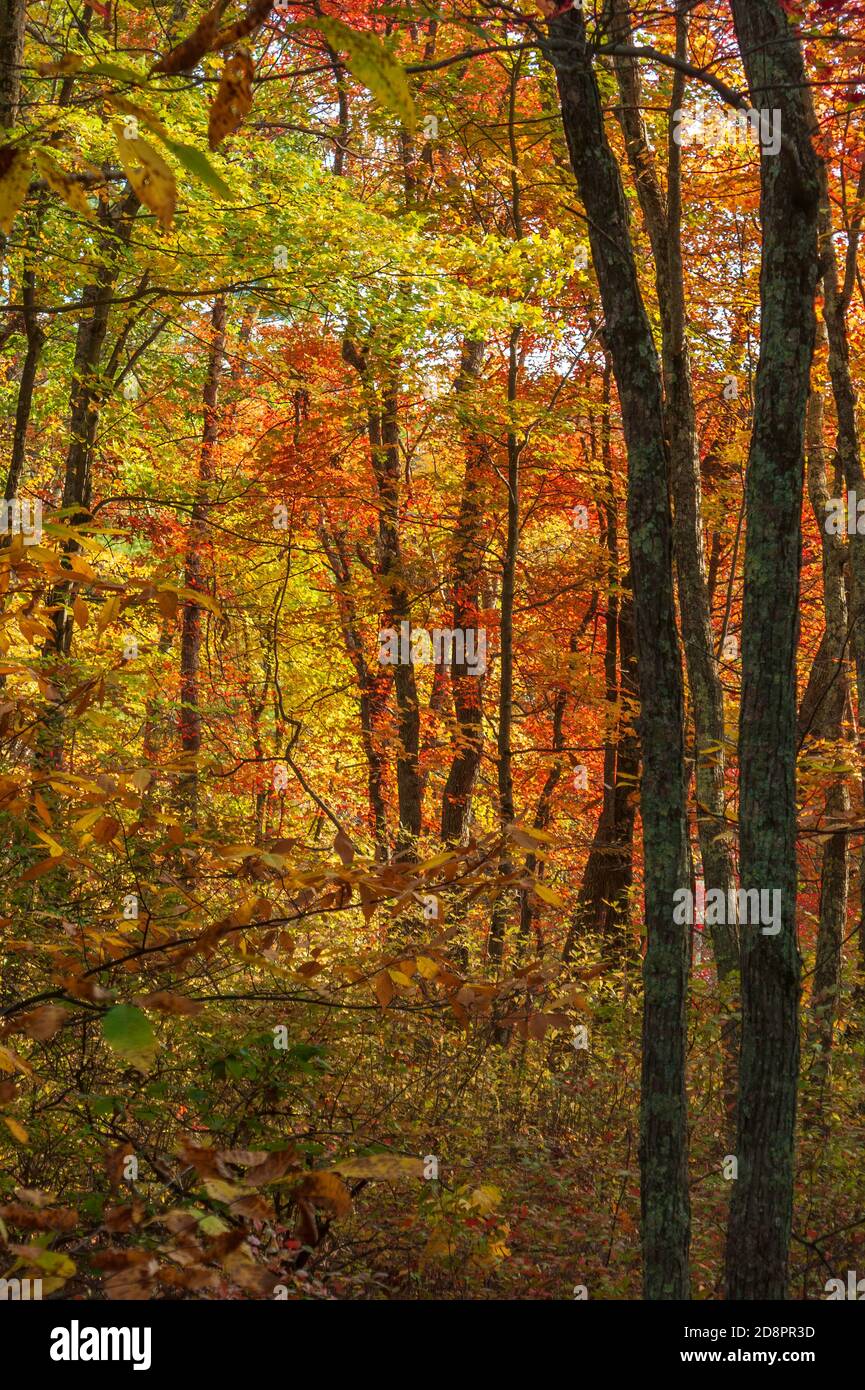 Fall foliage in New England. Vibrant colors of maple, beech, and oak trees in autumn shades. Deciduous forest changing colors. Hopkinton State Park MA Stock Photo