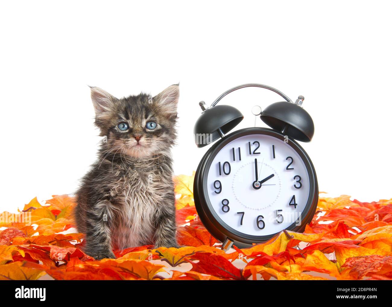 Adorable little kitten sitting in orange autumn leaves next to a clock set to 2 o'clock for daylight savings. Fall back. Turning clocks back. Isolated Stock Photo