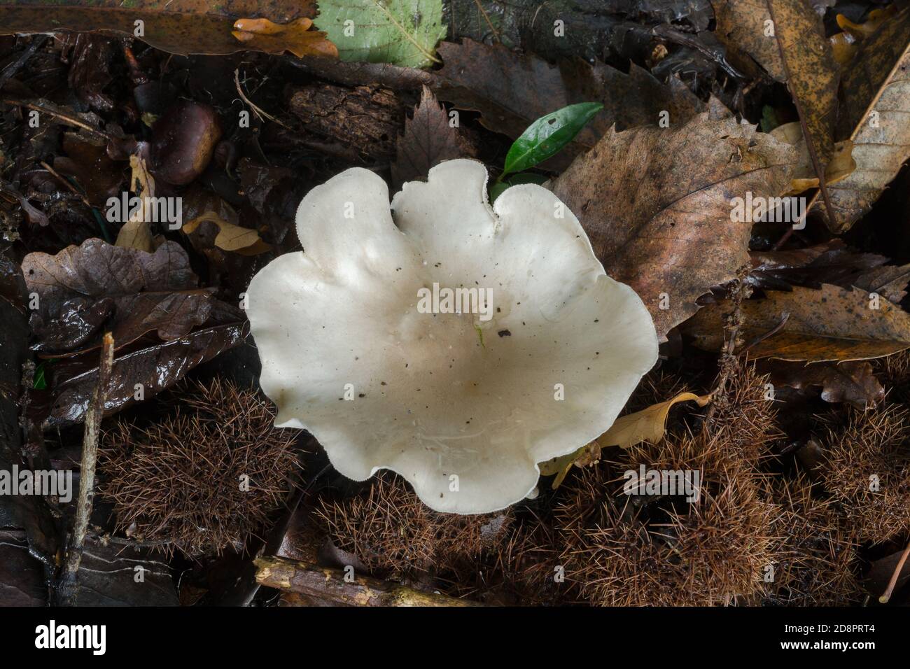 The clitopilus prunulus mushroom growing next to some decaying branches in fall woodland. Stock Photo
