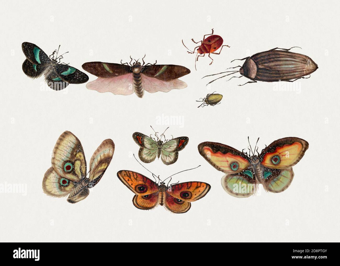 1800s Animal Drawing High Resolution Stock Photography and Images - Alamy