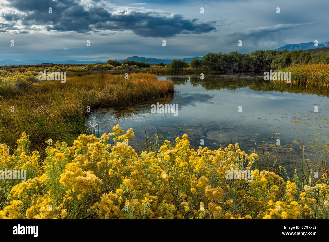 Rabbitbrush, Warm Springs, Mono Basin National Forest Scenic Area, Inyo National Forest, California Stock Photo