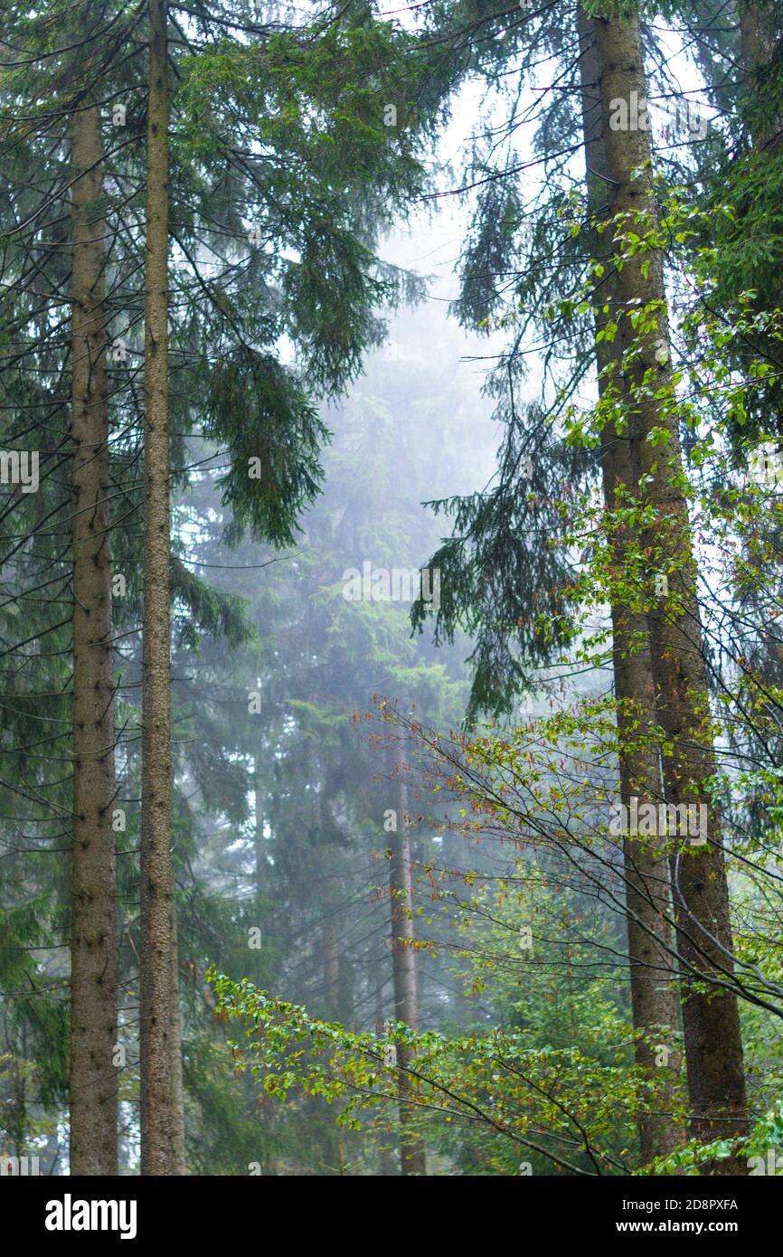 Vertical shot of pine trees in Thuringian forest in a rainy season ...