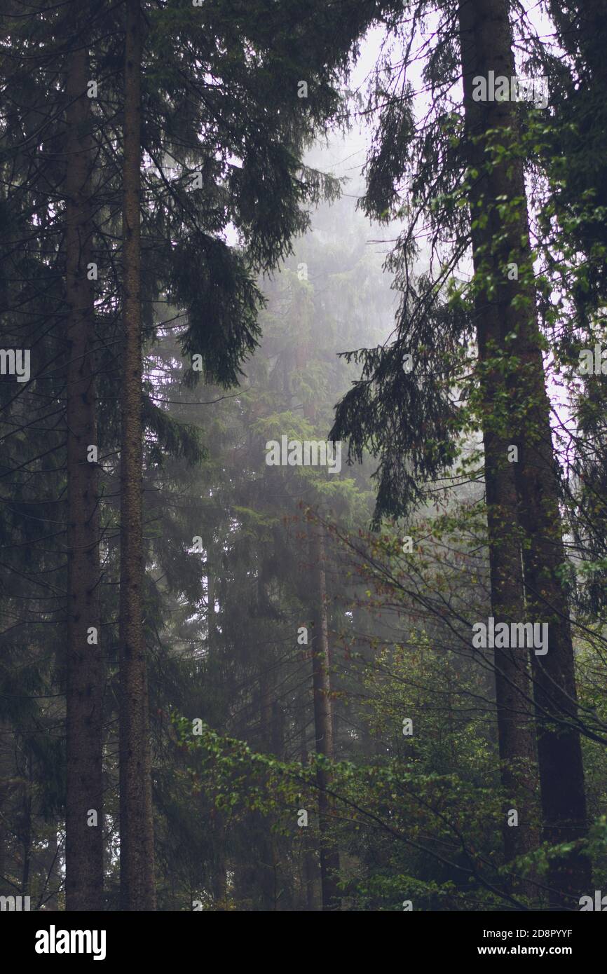 Vertical shot of pine trees in Thuringian forest in a rainy season ...