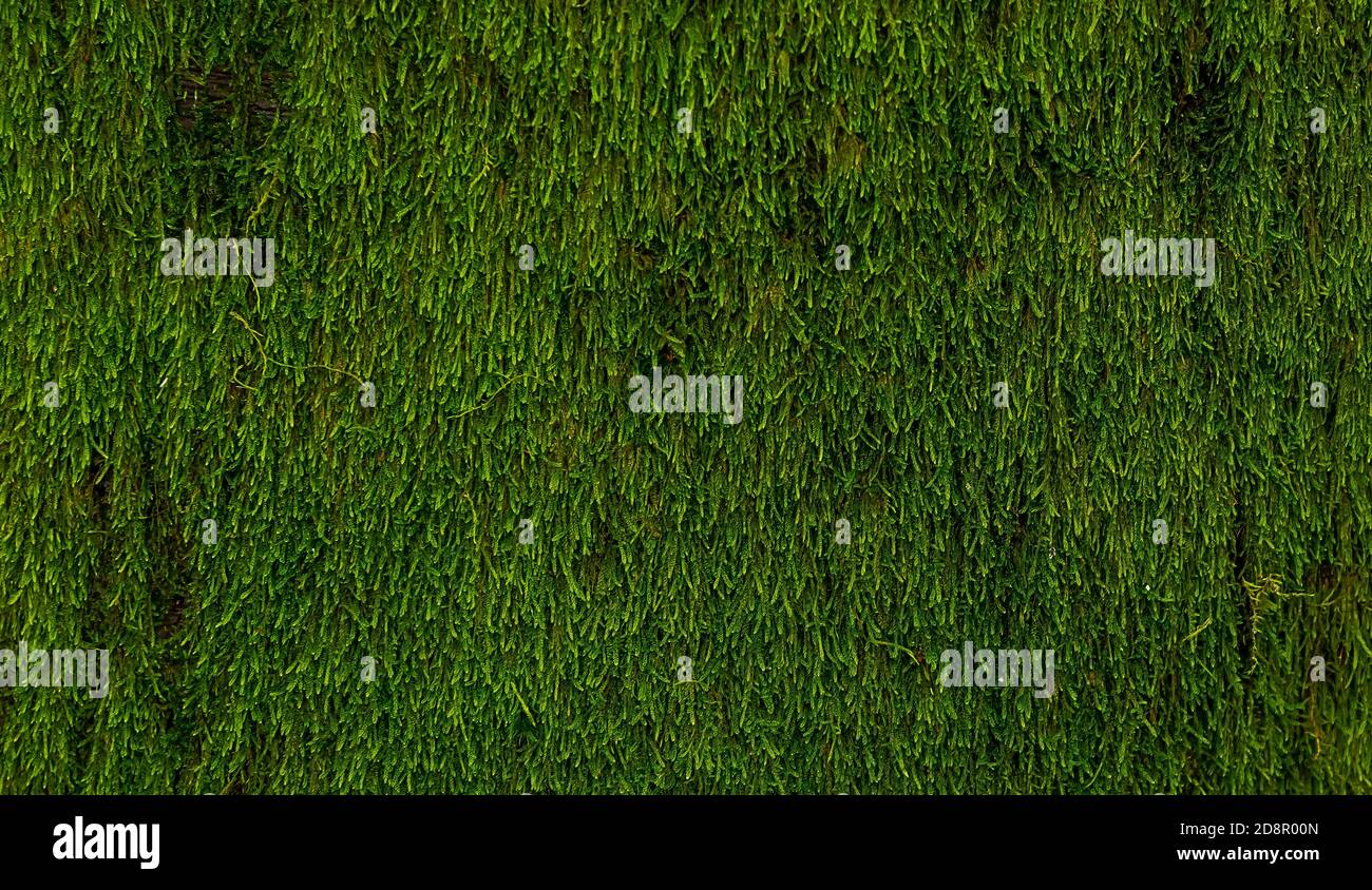 Background from green mosses Stock Photo