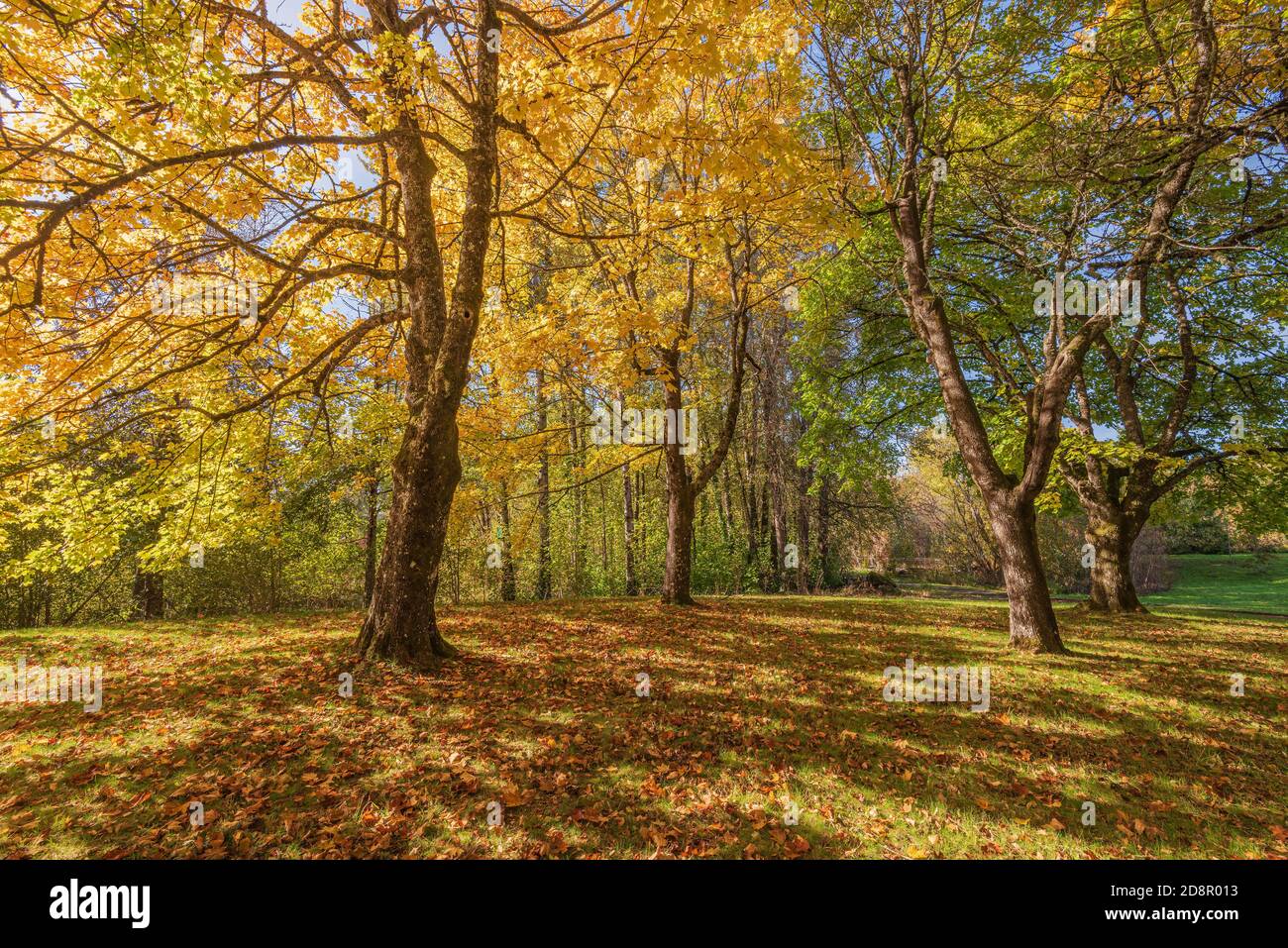 Colorful Autumn colors in a forest Blue Lake park Oregon state Stock ...