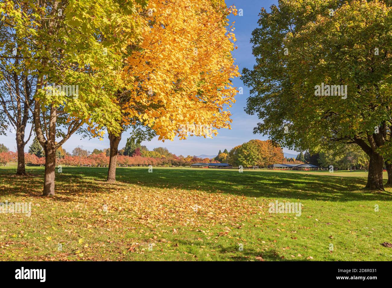 Autumn Gold In The Landscape Blue Lake Park Oregon State Stock Photo Alamy