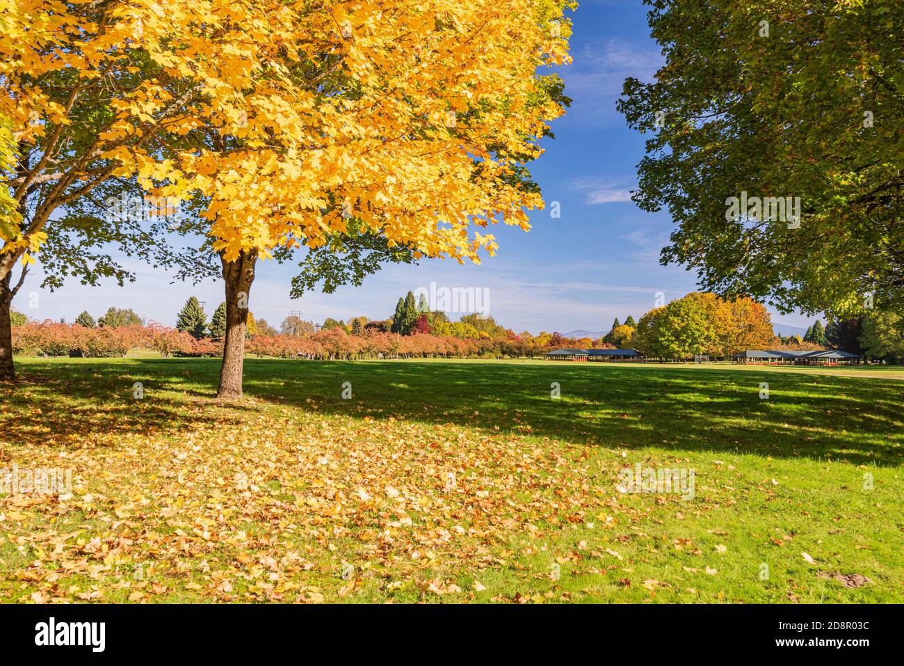 Autumn gold in the landscape Blue Lake park Oregon state Stock Photo ...