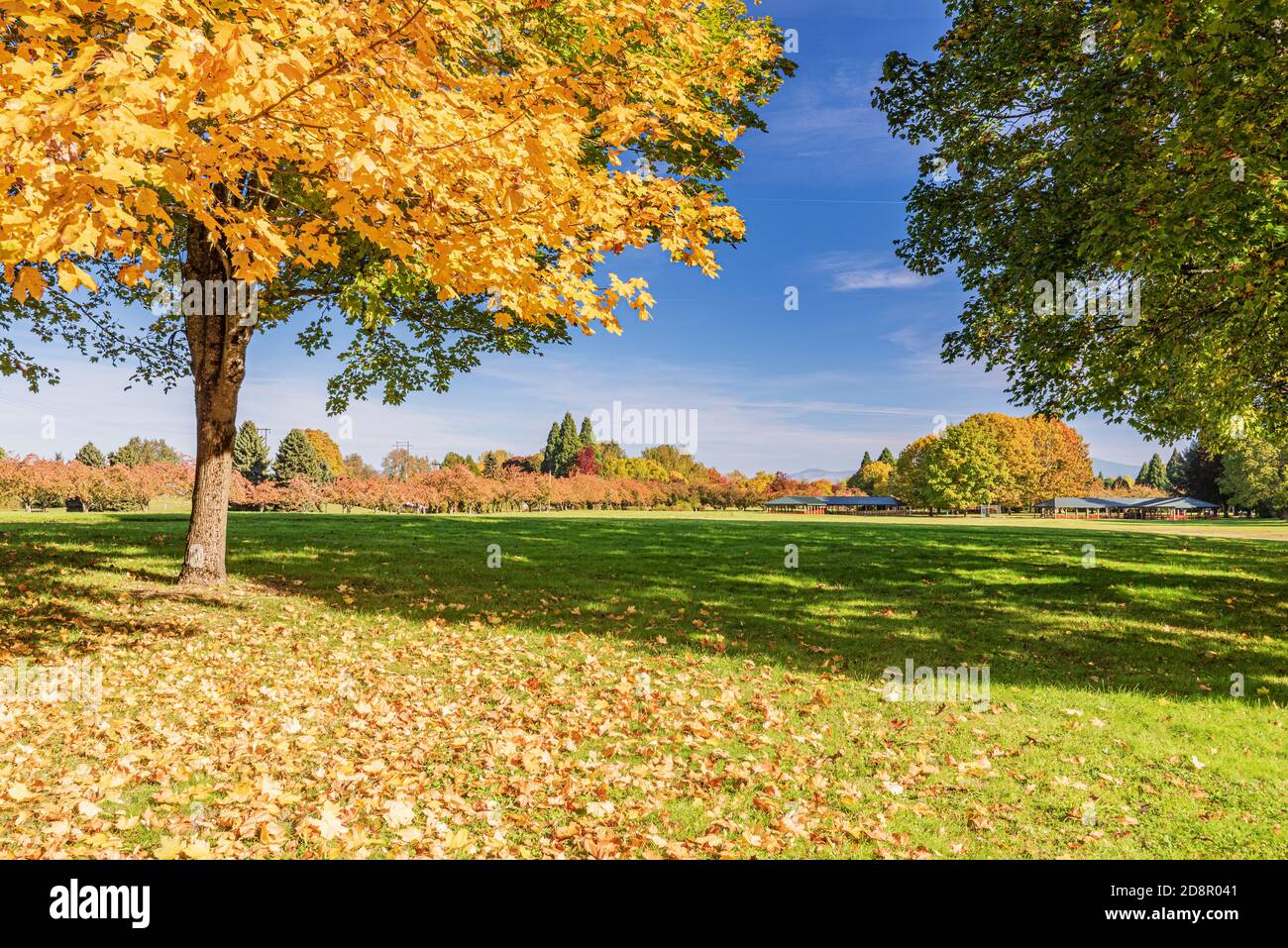 Autumn Gold In The Landscape Blue Lake Park Oregon State Stock Photo Alamy