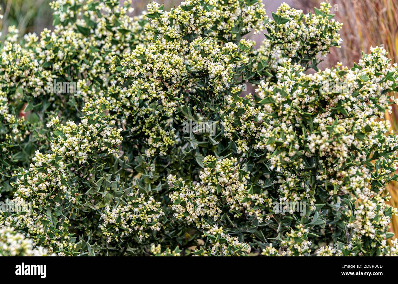 colletia,paradoxa,Colletia bictonensis,anchor plant,Colletia cruciata,Rhamnaceae. Stock Photo