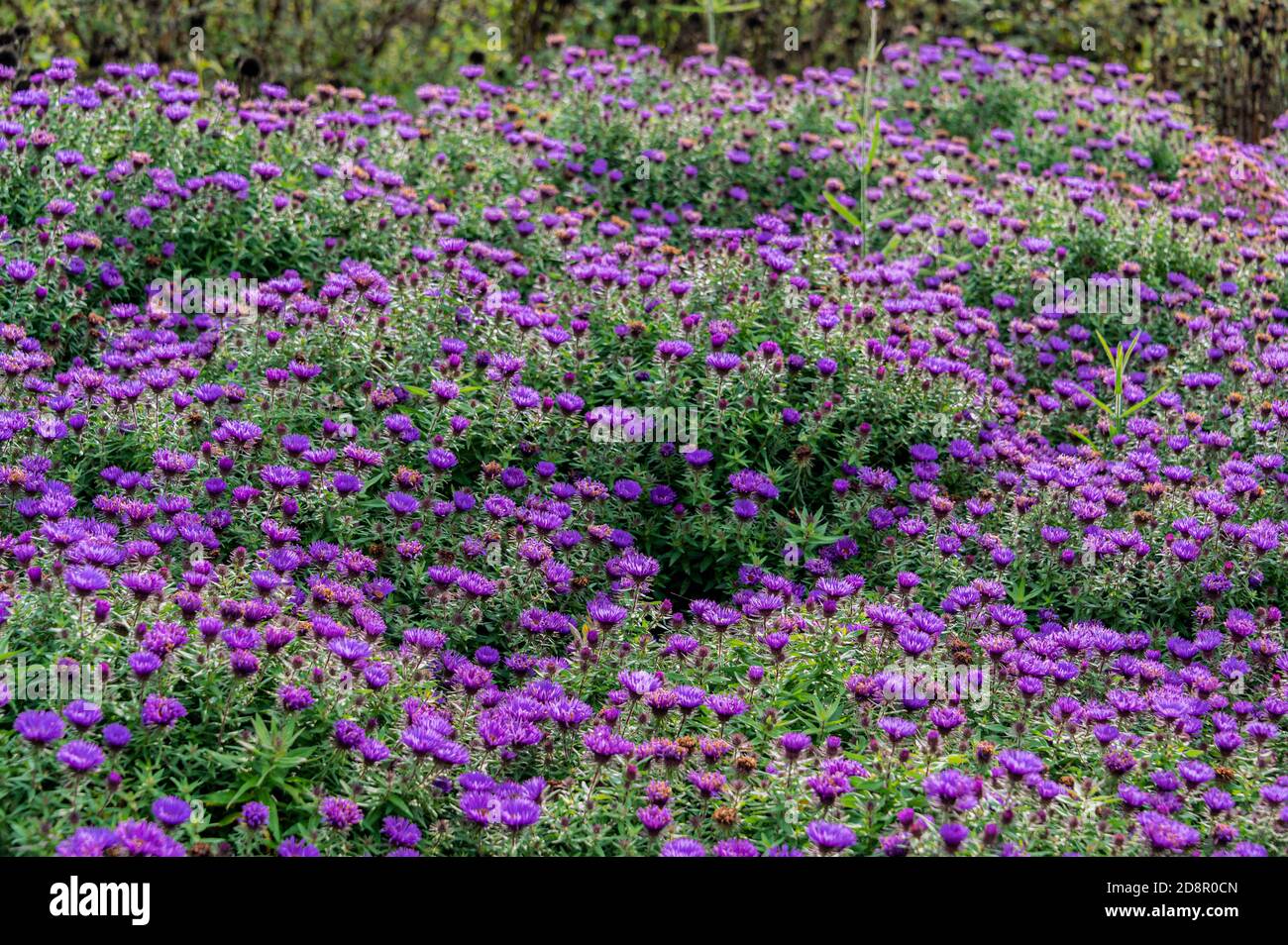 symphyotrichum novae-angliae purple dome. Asteraceae, New England aster Purple Dome.Purple daisy flowers in autumn. Stock Photo