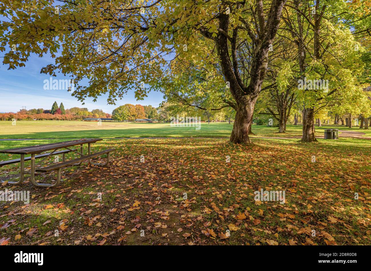 Colorful Autumn colors in Blue Lake park Oregon state Stock Photo - Alamy