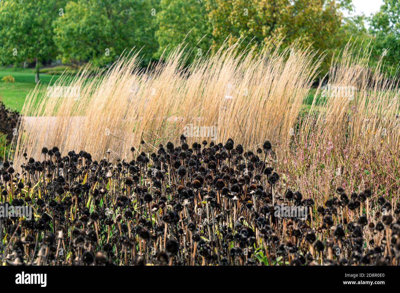 Autumn view, seed heads with grasses behind. Displaying autumnal tones. Stock Photo