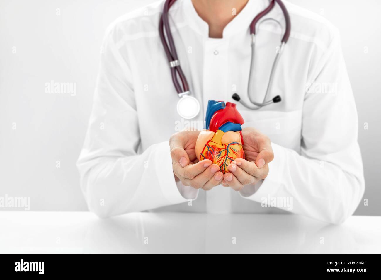 Cardiologist with stethoscope holding a model heart in hands. medical support for human cardiac health Stock Photo