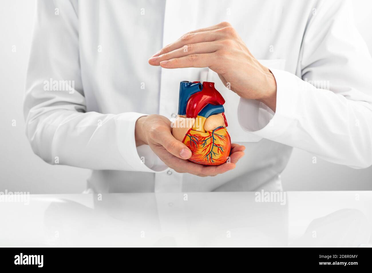 medical support for human cardiac health. Cardiologist wearing medical coat holding a model heart in his hands Stock Photo