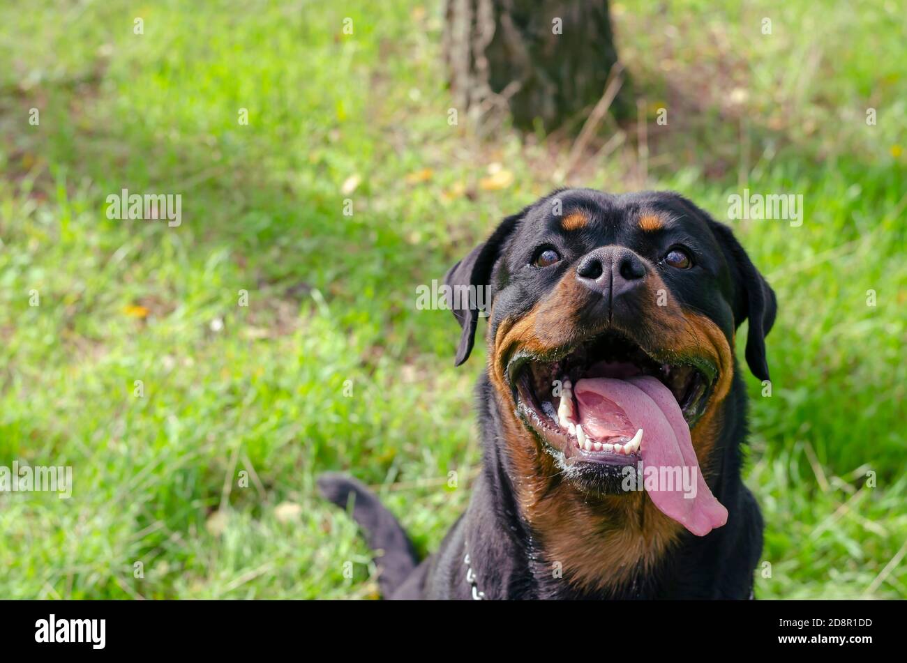 Are Rottweilers Active