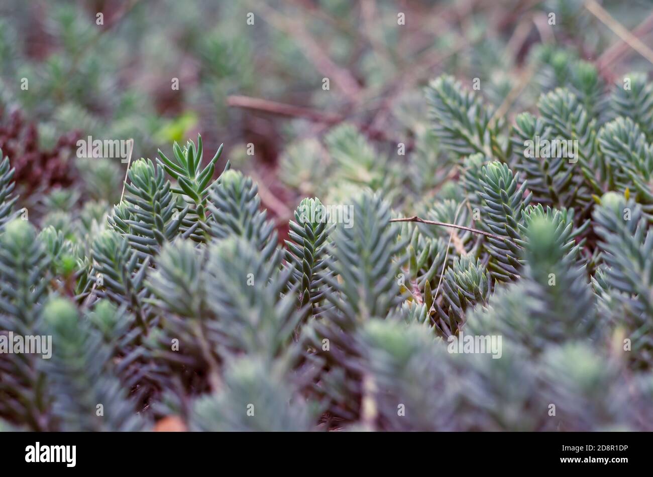 Concept is Christmas and New Year's atmosphere.  Young shoots of blue pine. Detailed photo of many new branches of wood. Macro shot. Stock Photo