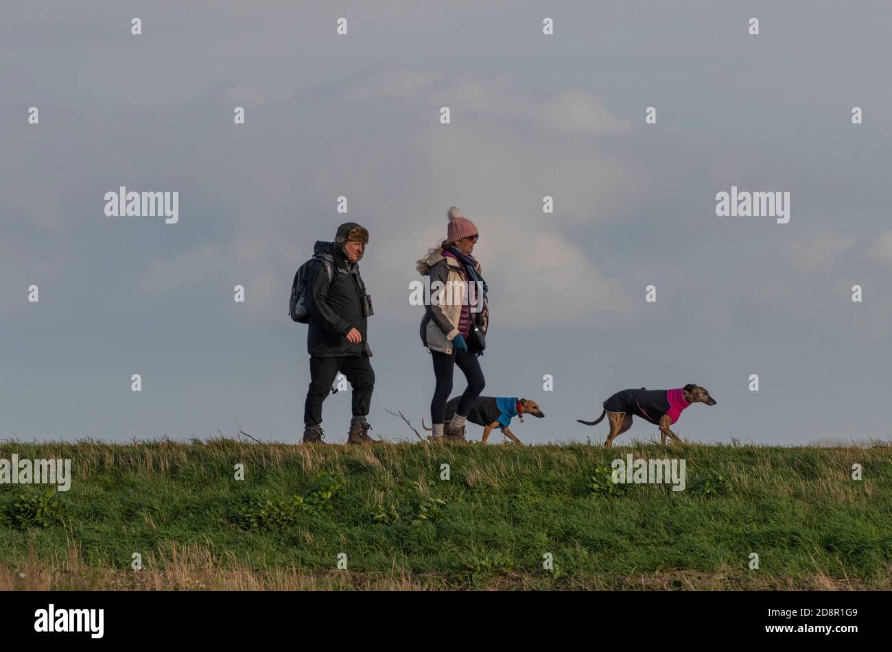 a man and a woman walking two whippets or dogs along a causeway at wells next the sea in norfolk on the coast. Stock Photo