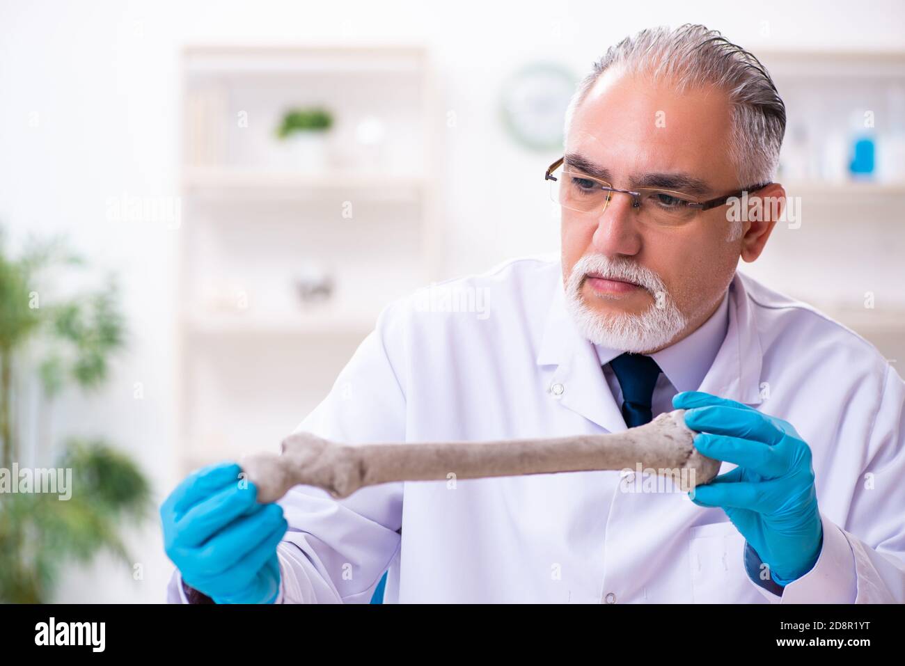Old male paleontologist working in the lab Stock Photo Alamy