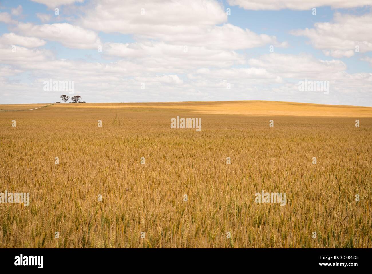 Acres of wheat crop nearly ready for harvest near Wagin Western Australia Stock Photo