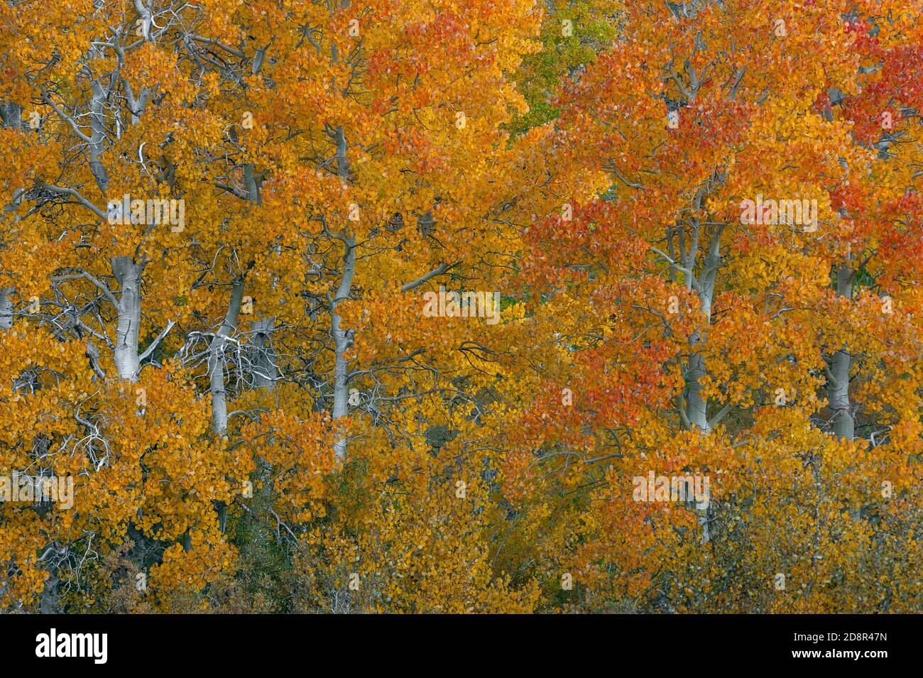 Aspen, Populus Tremula, Parker Bench, Inyo National Forest, Eastern Sierra, California Stock Photo