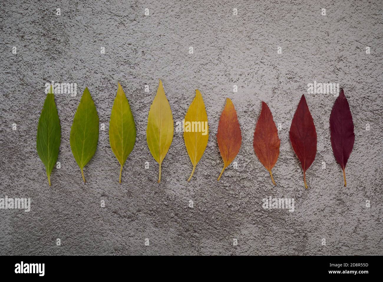 Autumn leaves rainbow color gradient. Autumn season change concept. Stock Photo