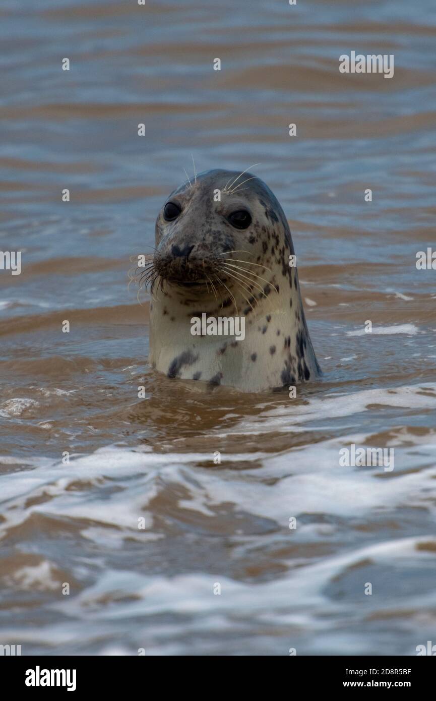 a grey or common seal head and shoulders out of the north sea off of the coast of norfolk in the uk during breeding season in the autumn. Stock Photo