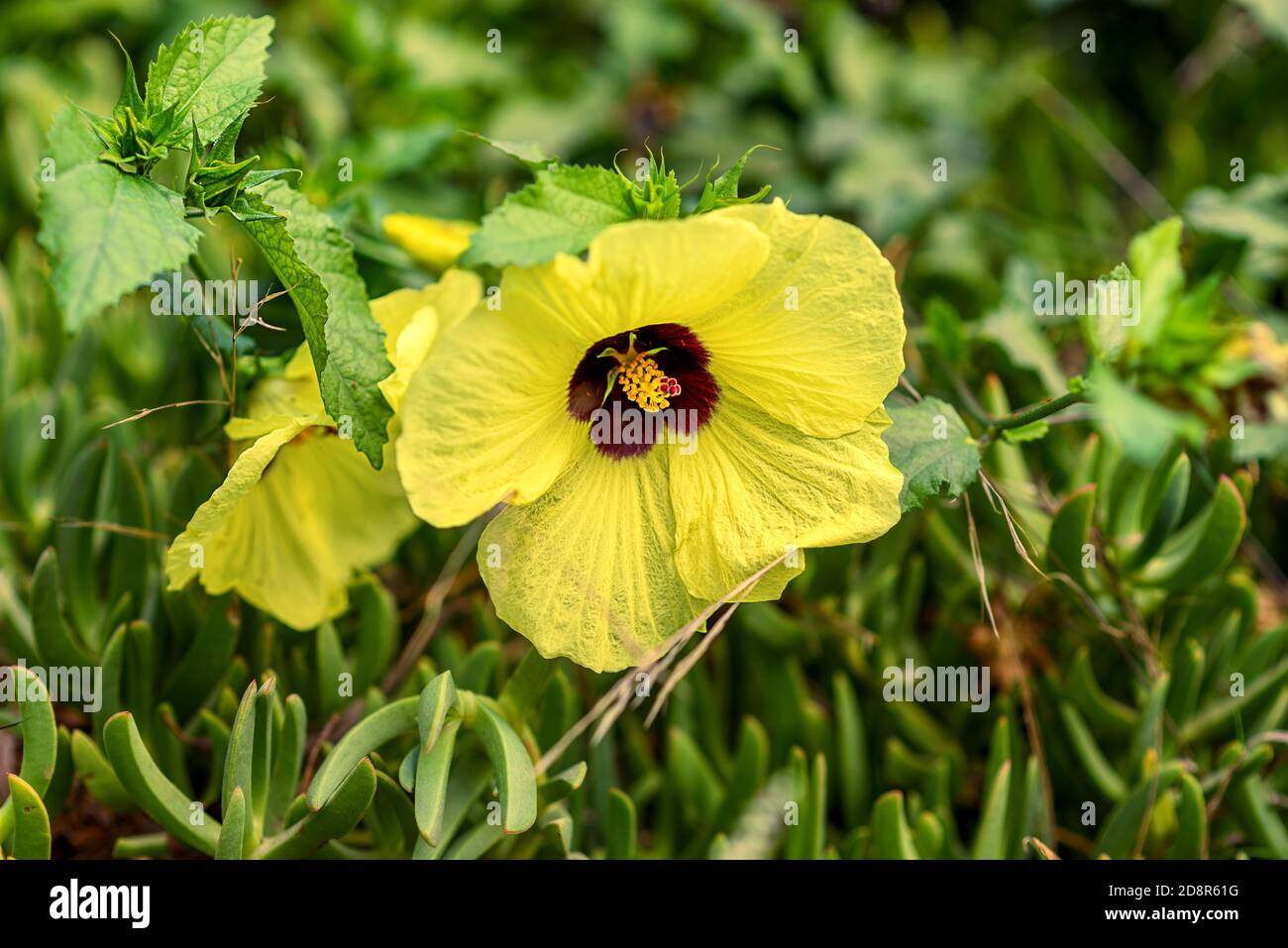 Beautiful tropical Hibiscus calyphyllus flower on shrub outdoors. Stock Photo