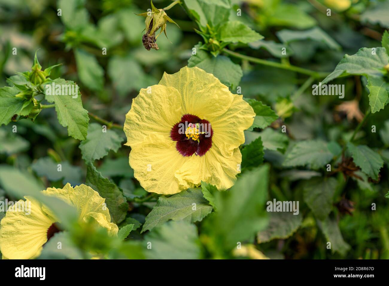 Beautiful tropical Hibiscus flower on bush outdoors. Stock Photo