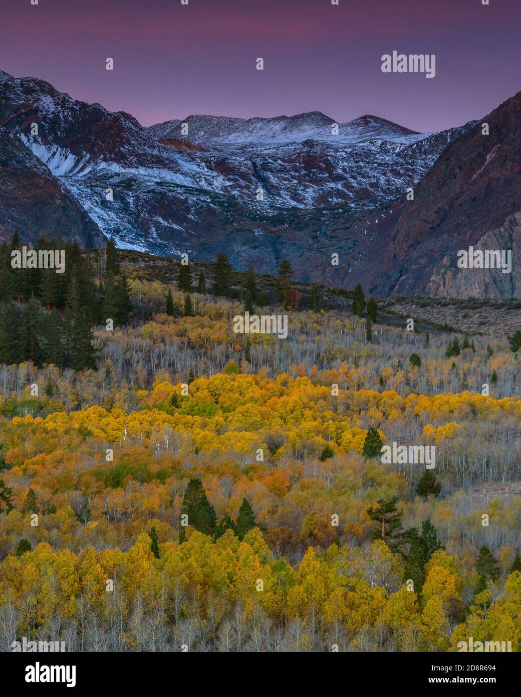 Dawn, Aspen, Populus Tremula, Parker Bench, John Muir Wilderness, Inyo National Forest, Eastern Sierra, California Stock Photo