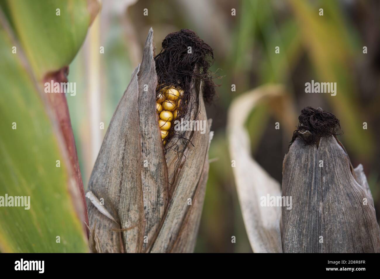 October Corn Corn on the cob on the cornfield in autumn Stock Photo - Alamy