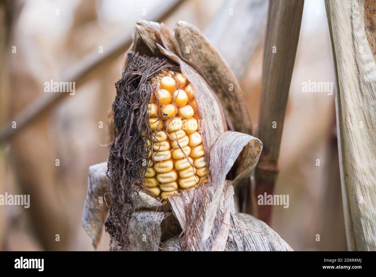 October Corn Corn on the cob on the cornfield in autumn Stock Photo - Alamy