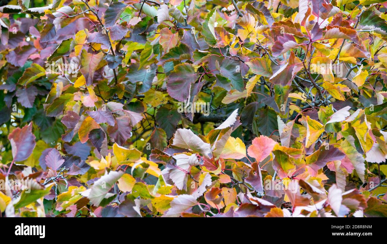 yellow autumn leaves on the tree Stock Photo - Alamy