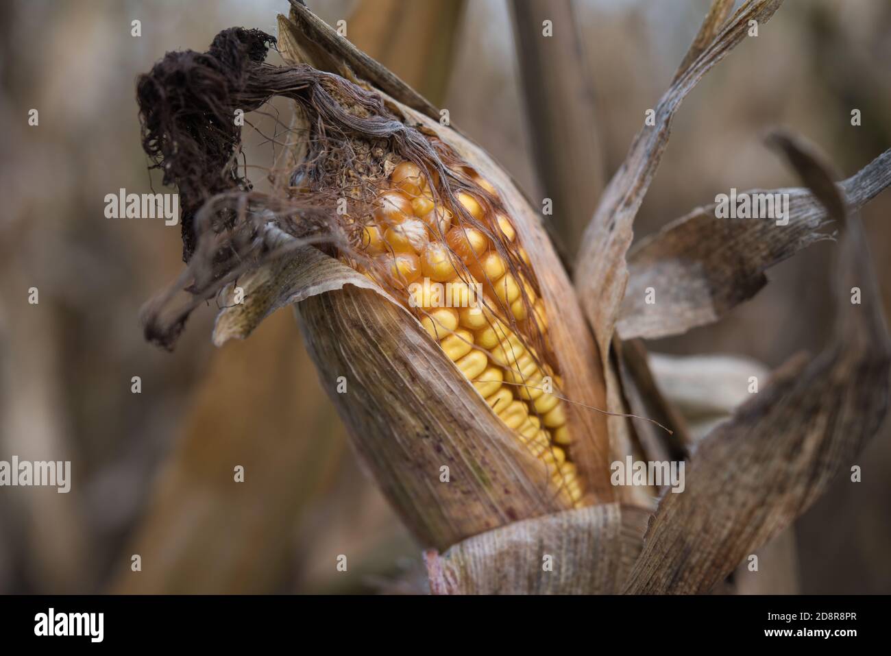 October Corn Corn on the cob on the cornfield in autumn Stock Photo - Alamy