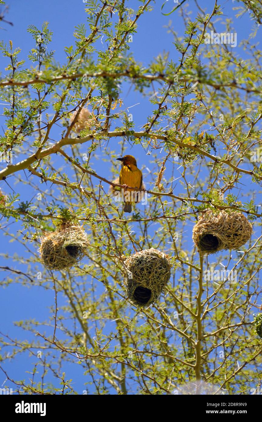 Weaver birds and their nests in Western Cape, South Africa Stock Photo