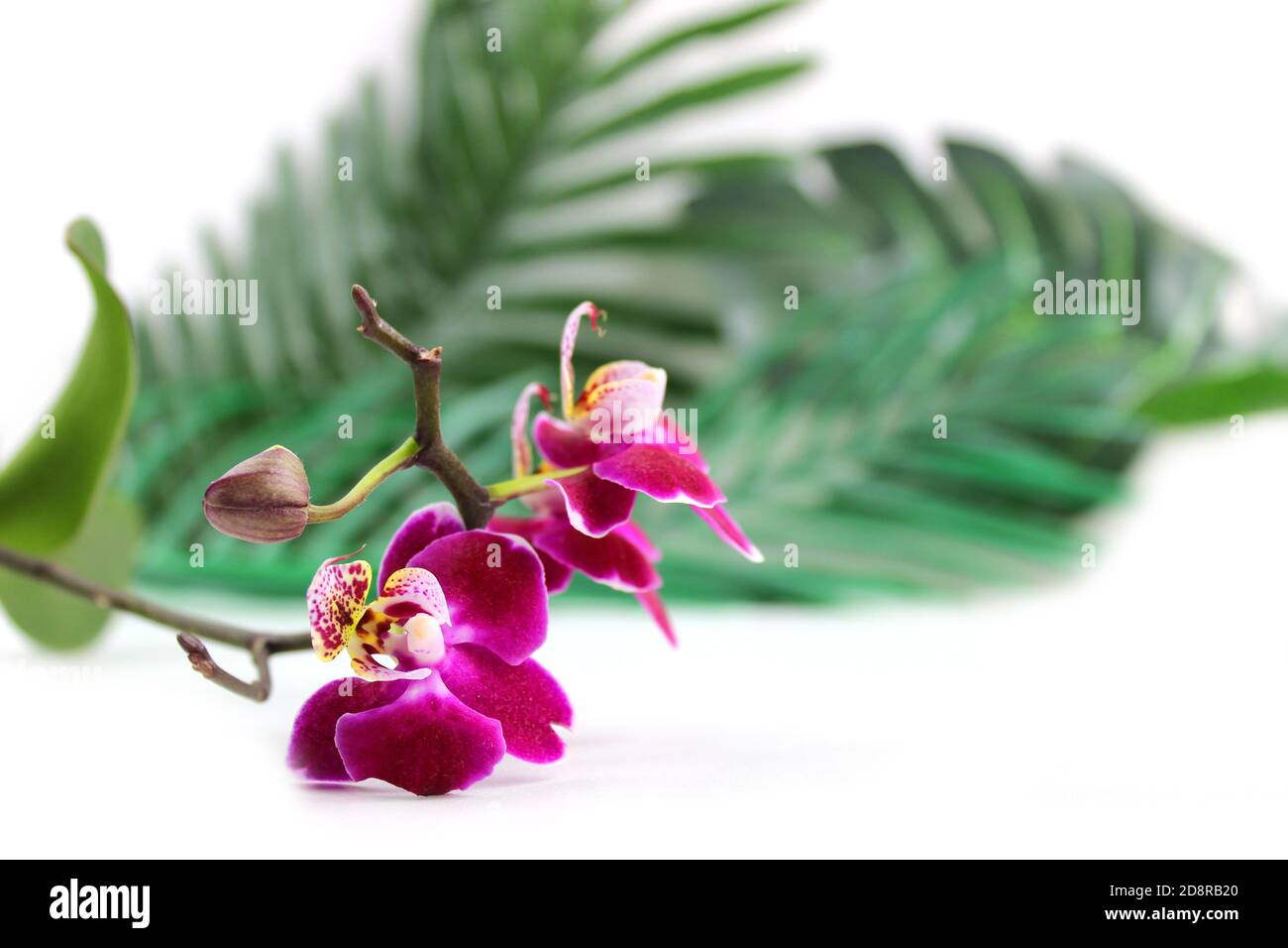 Purple orchid flower phalaenopsis, phalaenopsis or falah on a white background. Purple phalaenopsis flowers on the right. known as butterfly orchids. Stock Photo