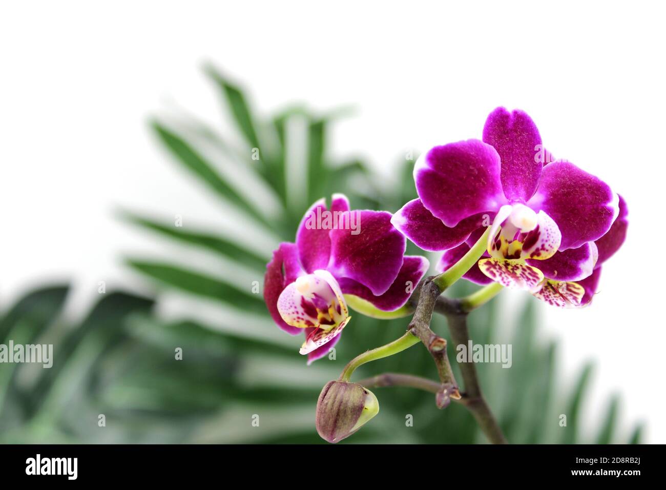 Purple orchid flower phalaenopsis, phalaenopsis or falah on a white background. Purple phalaenopsis flowers on the right. known as butterfly orchids. Stock Photo