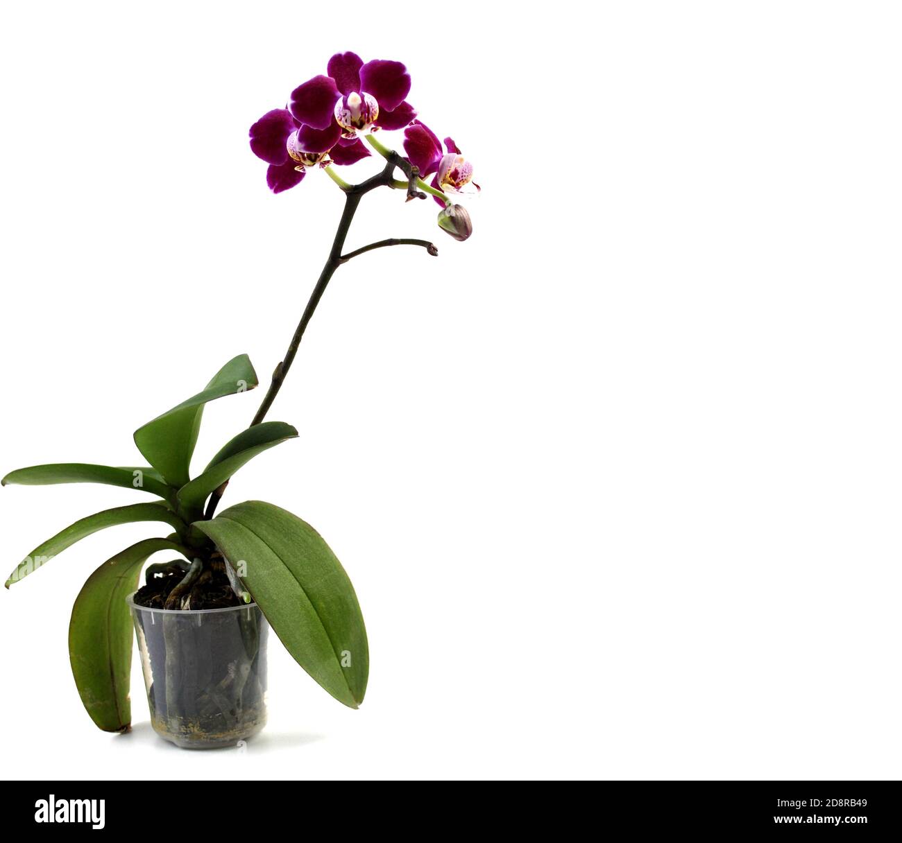 Purple orchid flower phalaenopsis, phalaenopsis or falah on a white background. Purple phalaenopsis flowers on the right. known as butterfly orchids. Stock Photo