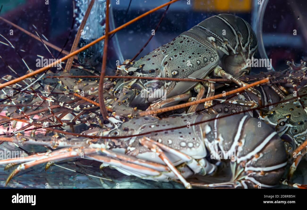 Raw lobster swimming underwater glass aquarium tank for sale at seafood