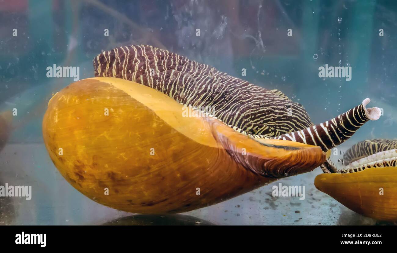 Melo melo snail Baler volute striped shell melon swimming underwater glass aquarium tank for