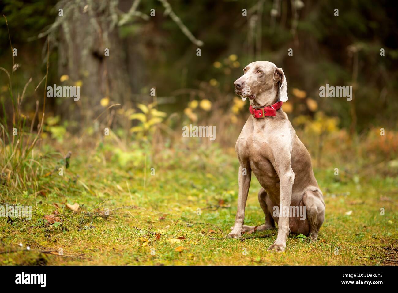 Weimaraner hi-res stock photography and images - Alamy