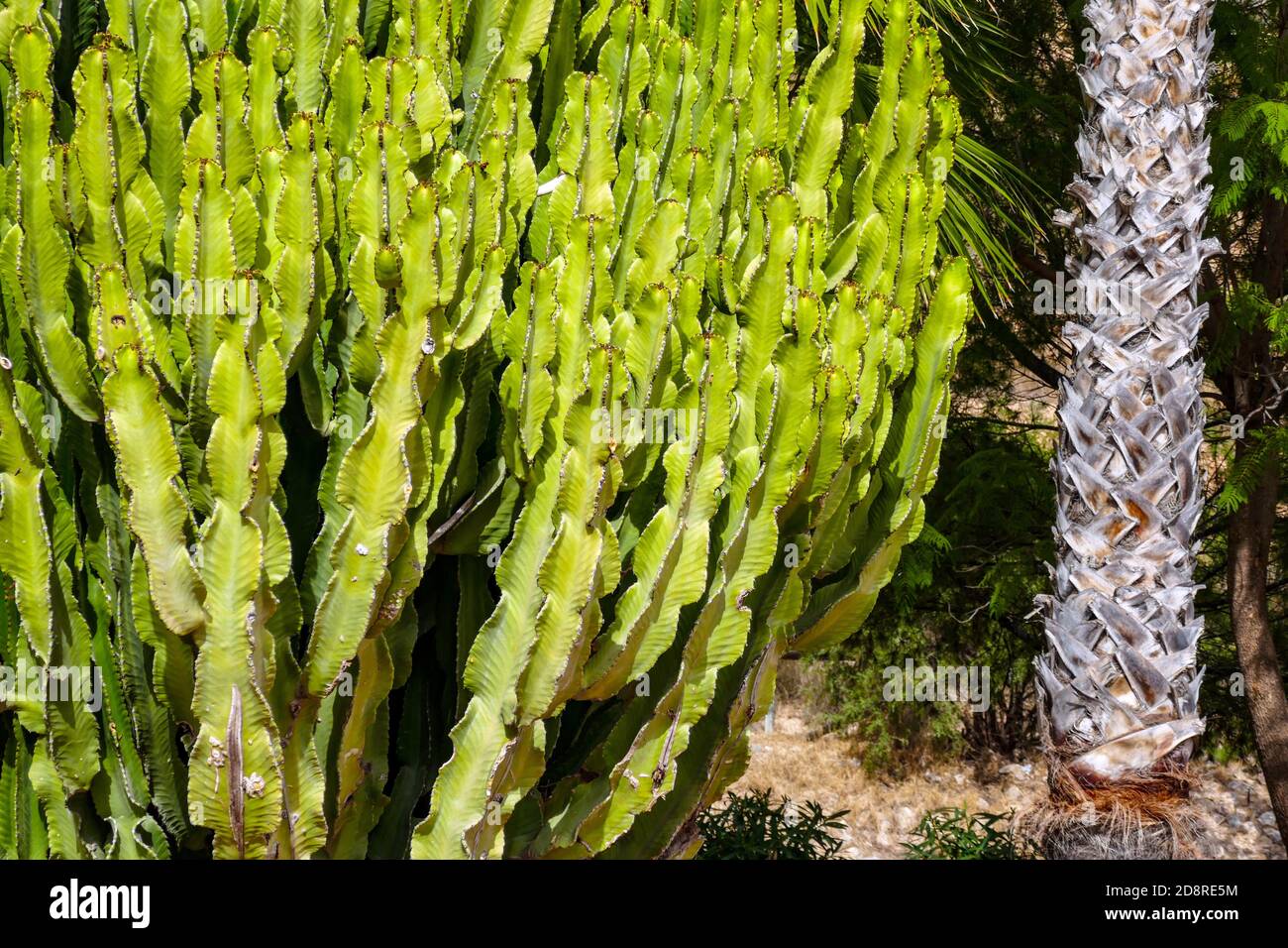 Spiky cactus at La Mata, Torrevieja,Costa Blanca, Spain, winter, winter sun, destination Stock Photo