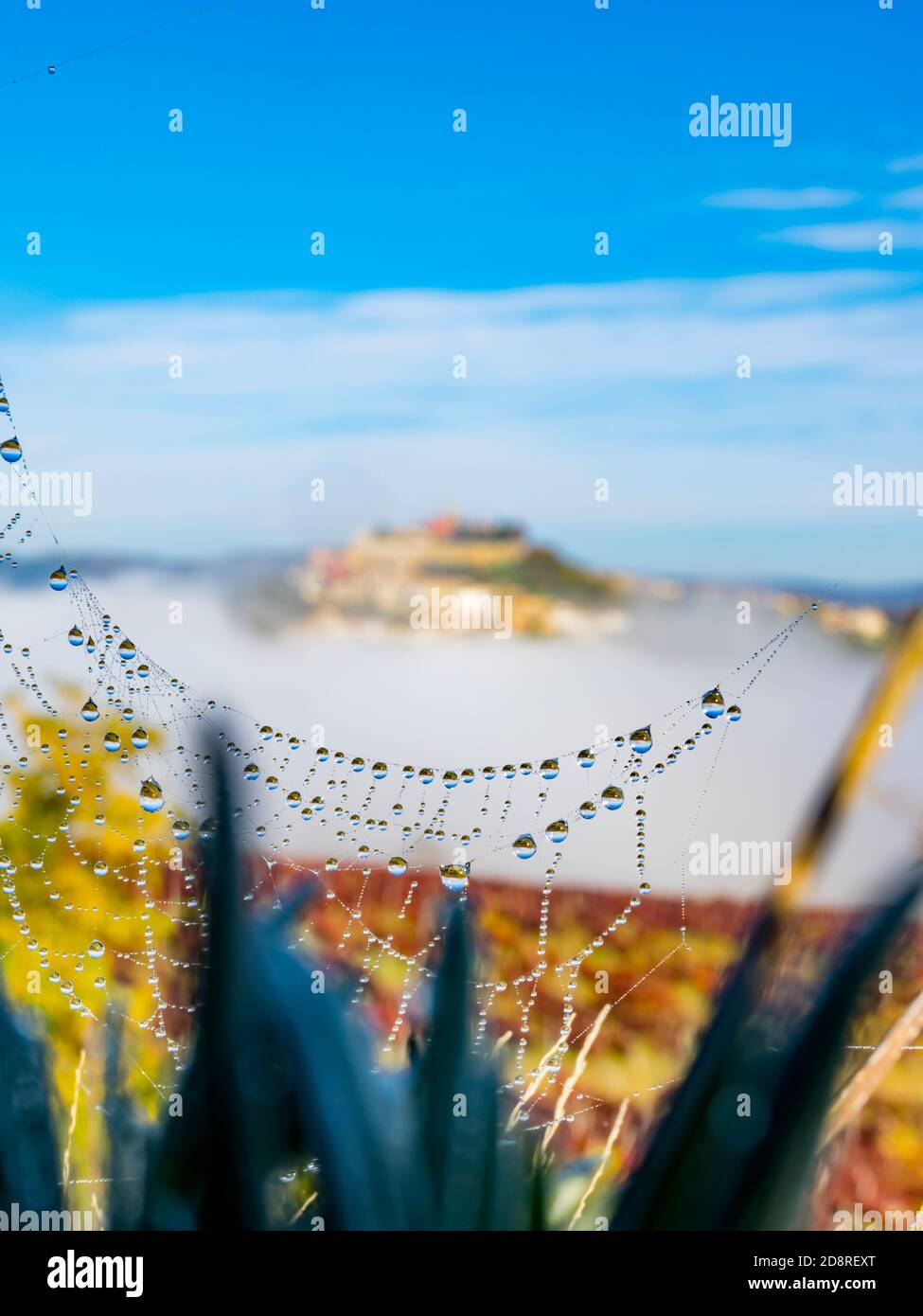 Spider web shiny water after rain droplets and like floating old town above thick fog Motovun in Istria Croatia Europe blurry bokeh blur in background Stock Photo