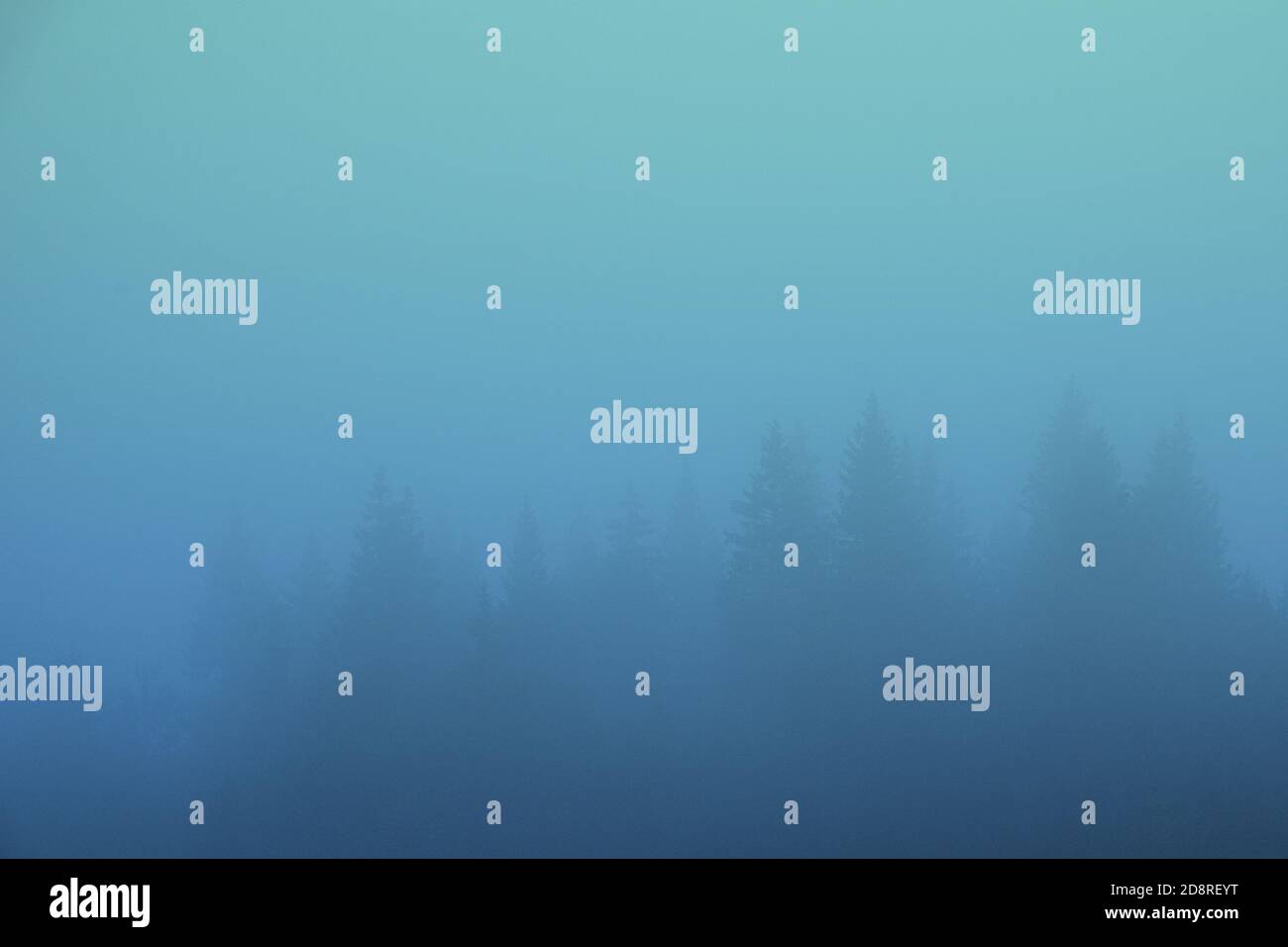 Misty landscape fir forest hi-res stock photography and images - Alamy