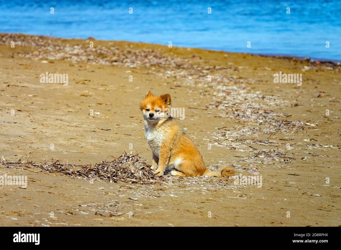 Lonely sand-coloured dog on andy beaches at La Mata, Torrevieja,Costa Blanca, Spain, winter, winter sun, destination Stock Photo