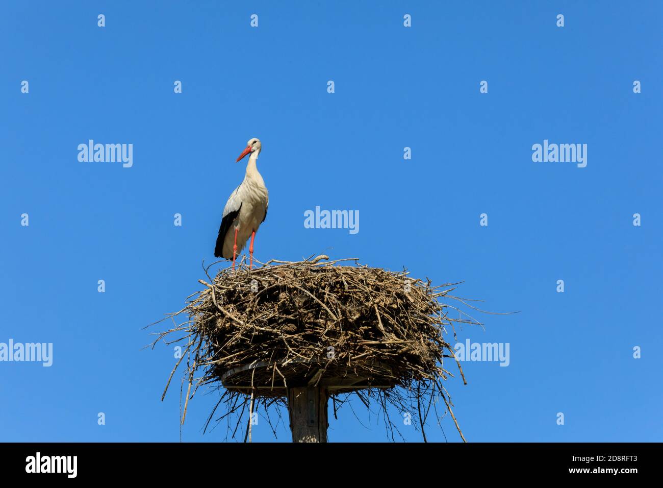 White stork (Ciconia ciconia) guarding a nest, Muensterland, Germany Stock Photo