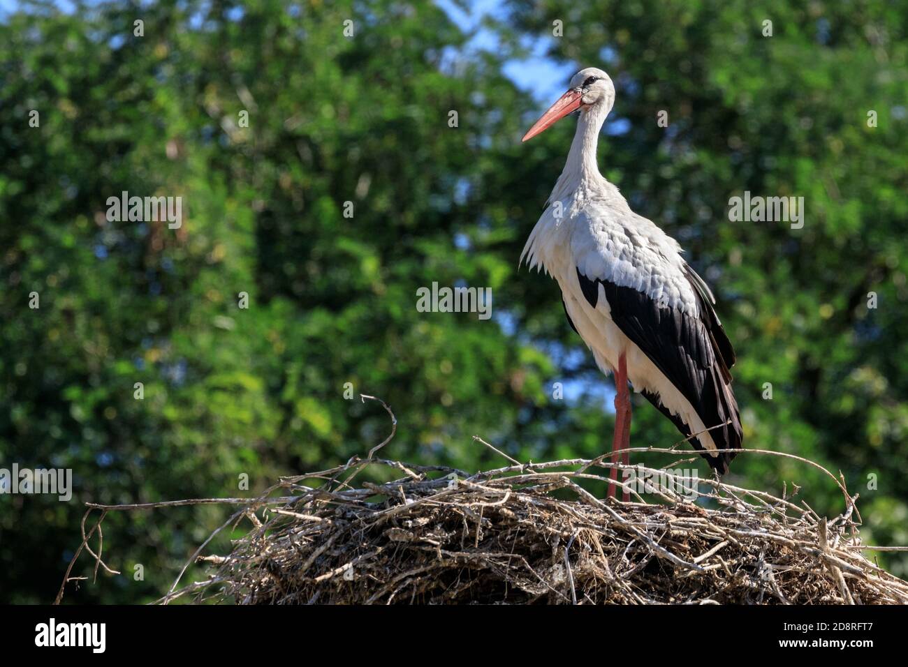 White stork (Ciconia ciconia) guarding a nest, Muensterland, Germany Stock Photo