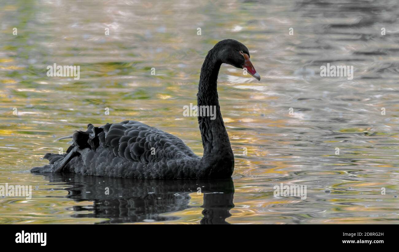 cygnus, bird, black, wasser, see, natur, tier, schnabel, teich, trauerschwan Stock Photo