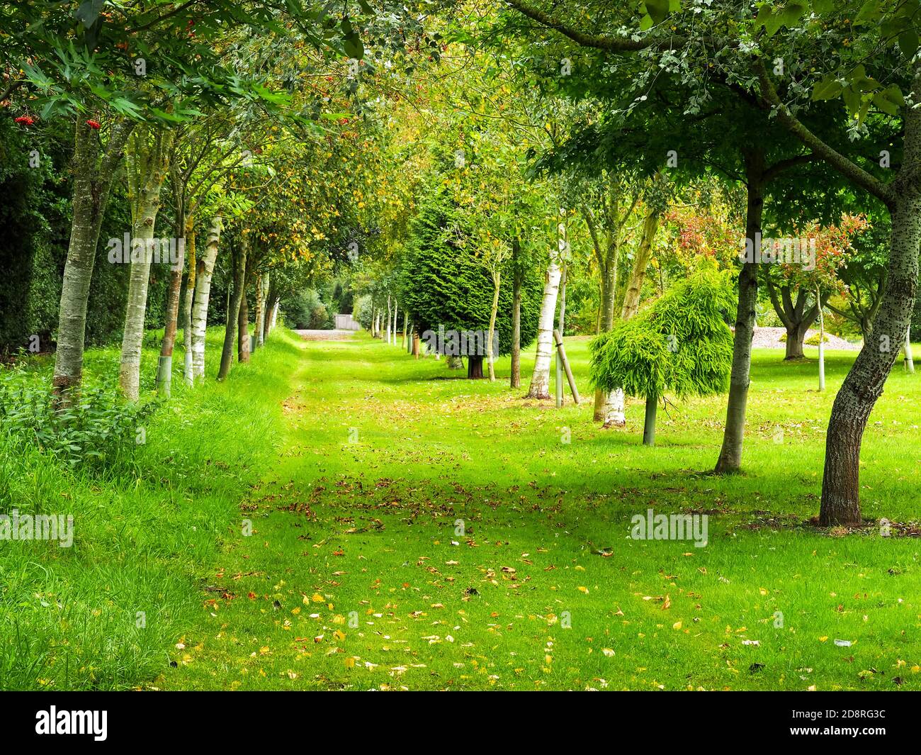 Early autumn colours in trees lining a grass path in the countryside in North Yorkshire, England Stock Photo